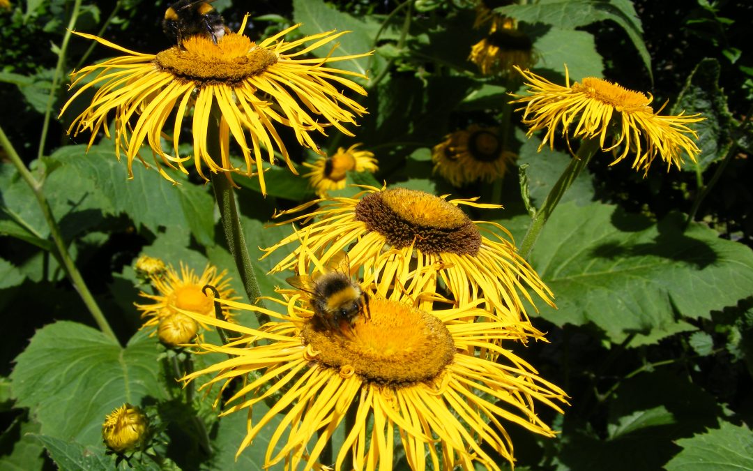 Beech Court Gardens