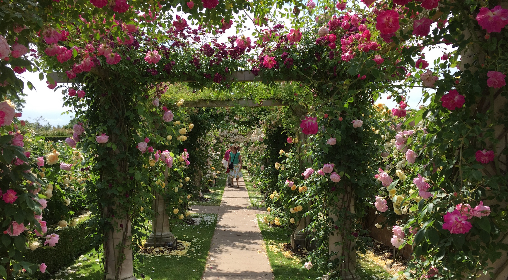 David Austin Roses - Sisley Garden Tours