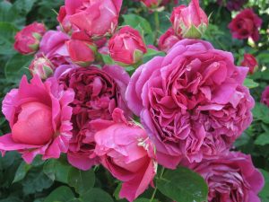 David Austin Roses