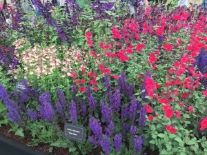 Salvias at RHS Show