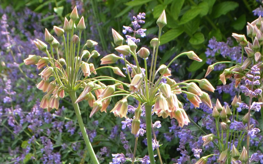 Oxford Botanic Garden