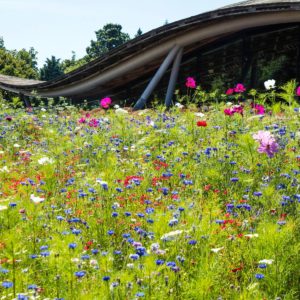 Savill Gardens