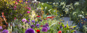 Flowers at Great Dixter