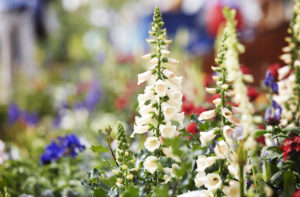 Hampton Court Flower Show