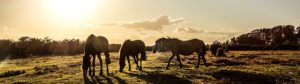 new forest ponies