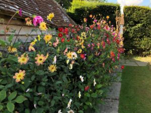 Great Dixter Dahlias